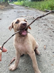 Lavender - Mixed Breed Dog