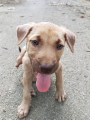 Lavender - Mixed Breed Dog