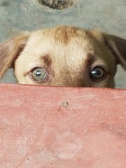 Lavender - Mixed Breed Dog