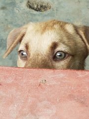 Lavender - Mixed Breed Dog