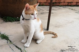 ★ Xiu-wen (小云) (♂) ★ - Domestic Short Hair Cat