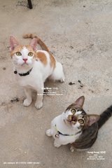 Free cat food, if adopt both kittens.