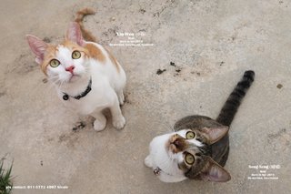 Free cat food, if adopt both kittens.