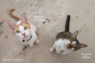 Free cat food, if adopt both kittens.