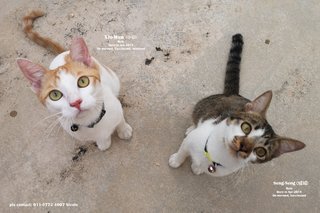 Free cat food, if adopt both kittens.