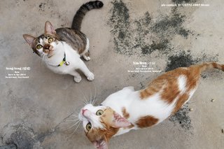 Free cat food, if adopt both kittens.