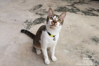 ★ Seng-seng (城城) (♂) ★ - Domestic Short Hair Cat