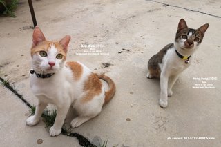 Free cat food, if adopt both kittens.