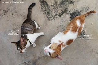 Free cat food, if adopt both kittens.