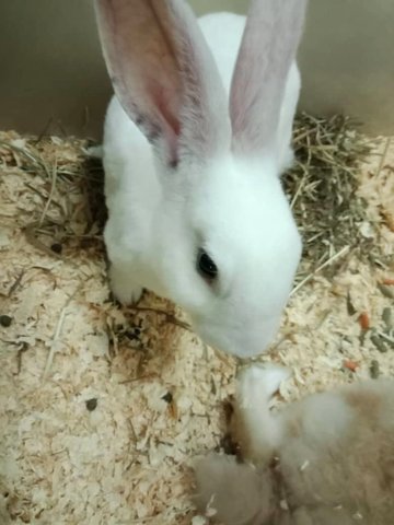 Snowy (Minirex) - Mini Rex Rabbit