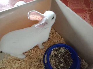 Snowy (Minirex) - Mini Rex Rabbit