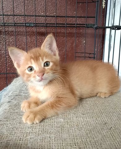 Lucky - Domestic Short Hair Cat