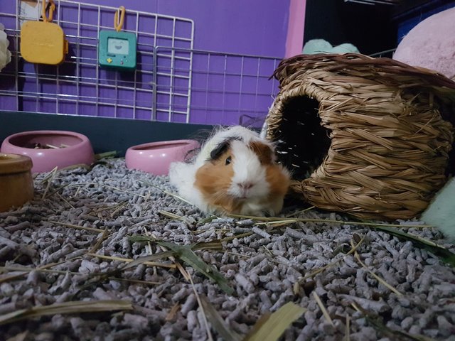 Misha - Guinea Pig Small & Furry