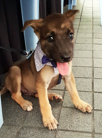 Sandy Stoney - German Shepherd Dog Mix Dog