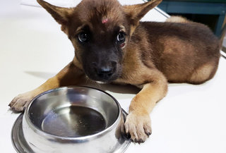 After he was rescued, he finished one while bowl of foods at the vet clinic