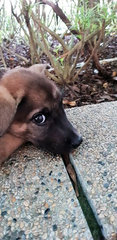 Sandy Stoney - German Shepherd Dog Mix Dog