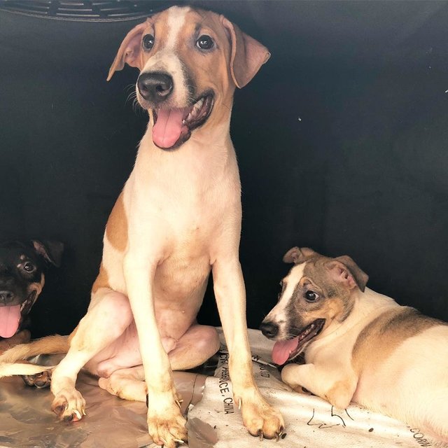 Tannes - Labrador Retriever Mix Dog