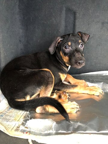 Coffee - Rottweiler + Labrador Retriever Dog