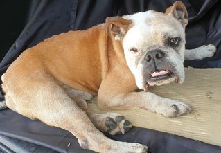 Hugo - English Bulldog Dog