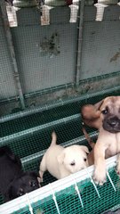 Multiple Puppies  - Mixed Breed Dog