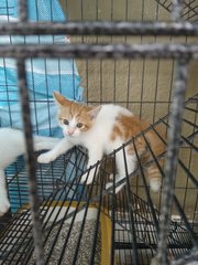 4 Male Kittens - Domestic Short Hair Cat