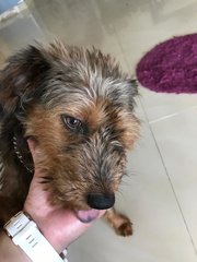 Rusty - Irish Terrier + Schnauzer Dog