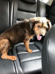 Rusty - Irish Terrier + Schnauzer Dog