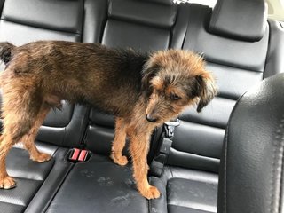 Rusty - Irish Terrier + Schnauzer Dog