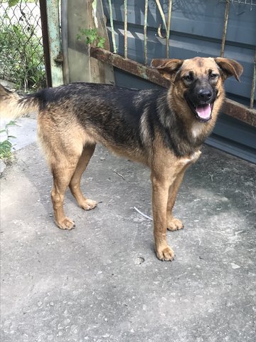 Swimmer - German Shepherd Dog Mix Dog