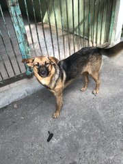 Swimmer - German Shepherd Dog Mix Dog