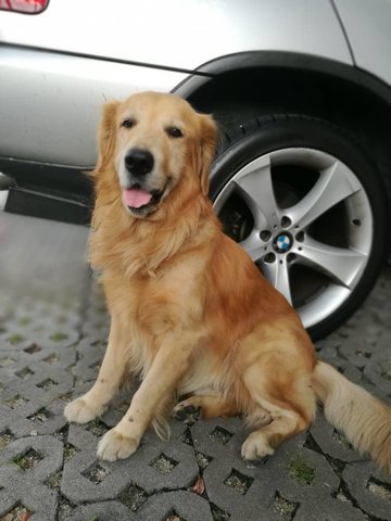 Benson - Golden Retriever Dog