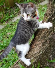 see...i can climb up a tree, dont play play...