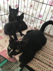 Yuna And Kittens - Domestic Short Hair Cat