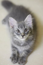 Baby - Domestic Long Hair Cat