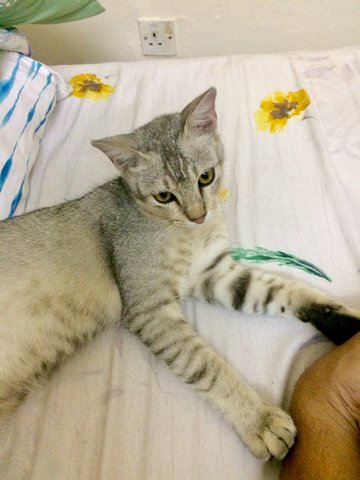 Freddie - Singapura Cat