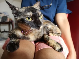 Another lap picture of Hazel enjoying human company and sunlight. 