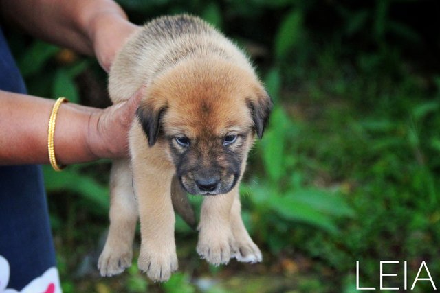 Leia - Mixed Breed Dog