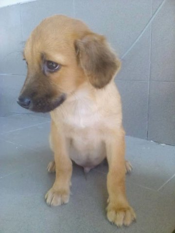 Jason - Labrador Retriever Mix Dog