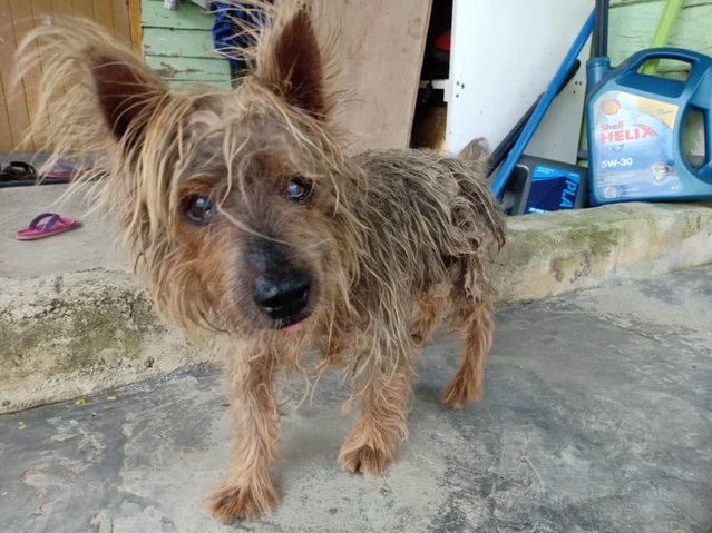 Browny  - Silky Terrier Dog