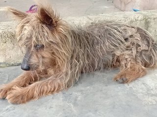 Browny  - Silky Terrier Dog