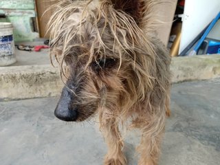 Browny  - Silky Terrier Dog