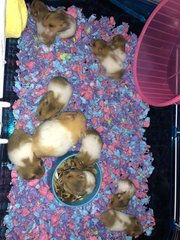 Baby Syrian Hamster  - Syrian / Golden Hamster Hamster