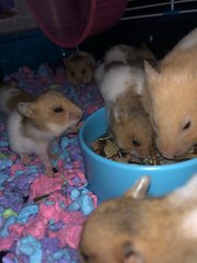 Baby Syrian Hamster  - Syrian / Golden Hamster Hamster