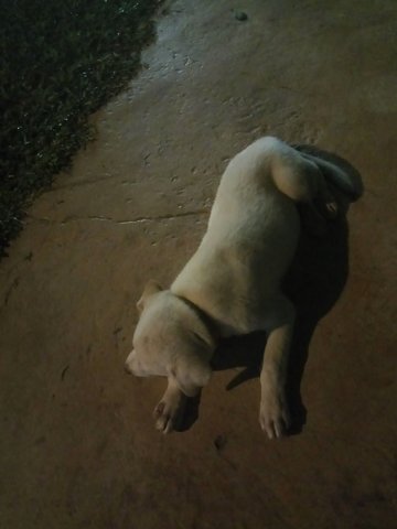 Lost White Puppy @ Kinrara Bk5 - Mixed Breed Dog