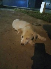 Lost White Puppy @ Kinrara Bk5 - Mixed Breed Dog