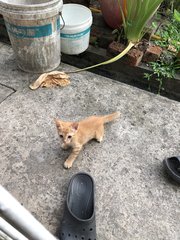 Yellow - Bobtail + American Wirehair Cat