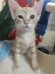 Milky - Domestic Short Hair Cat