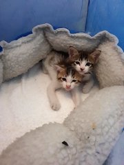 Sibling Kittens - Calico Cat