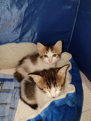 Sibling Kittens - Calico Cat