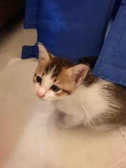 Sibling Kittens - Calico Cat